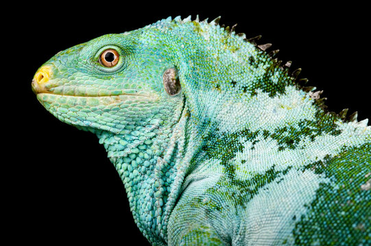 Fijian crested iguana (Brachylophus vitiensis) Monuriki island