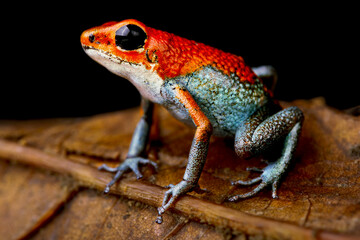 Granular poison arrow frog (Oophaga granulifera) Costa Rica
