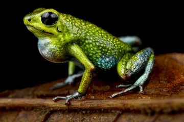 Granular poison arrow frog (Oophaga granulifera) Quepos, Costa Rica