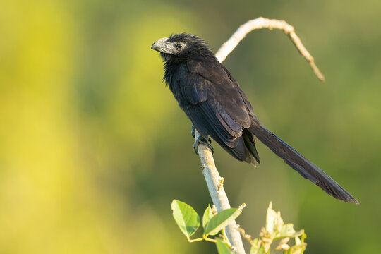 Riefenschnabelani (Crotophaga sulcirostris)