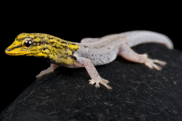 Painted dwarf gecko (Lygodactylus picturatus)