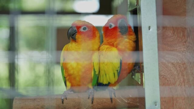 Lovebirds little cute parrots with short tail making happy noisy high tone beaks in the cage at the zoo