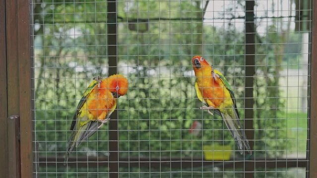 Lovebirds little cute parrots with short tail making happy noisy high tone beaks in the cage at the zoo