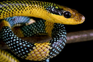 Rainbow tree snake (Gonyosoma margaritatus)