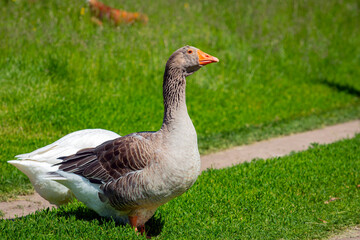 Naklejka na ściany i meble A group of white and gray geese walks across a field.