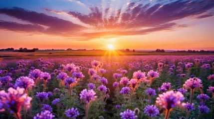 Poster Blooming phacelia flowers purple field © paisorn