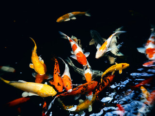 Colorful schools of koi and goldfish in the ornamental fish pond