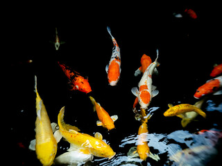 Colorful schools of koi and goldfish in the ornamental fish pond