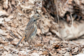 Bluethroat, Luscinia svecica, Cyanecula svecica. In the morning the chick sits on the ground..
