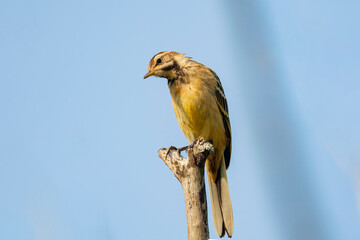 A citrine wagtail with prey in its beak sits on a branch.