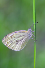 Beautiful white butterfly close up on a blurred green background. Macro.
