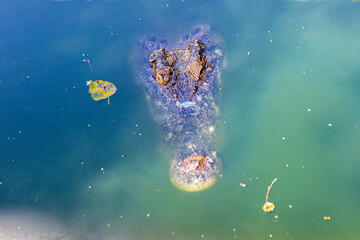 Fototapeta na wymiar A crocodile's head peeks out of the water