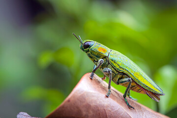 Buprestidae is a family of beetles known as jewel beetles or metallic wood-boring beetles because...