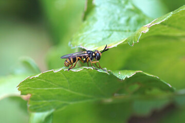 Closeup of a female Thick-headed fly Leopoldius brevirostris. Family Thick-headed flies, Conopid flies (Conopidae). Female. In a berry bush. Dutch garden July, summer.