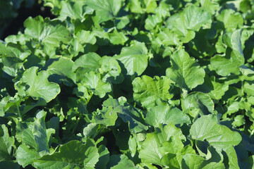 Green leaves of radish in the vegetable garden