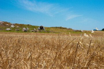 Oats In Front of wheat field leading to a small rolling hill background focused and blue sky
