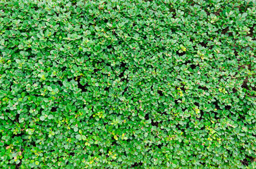 Natural background, backdrop, green shrub with small leaves. Natural hedge, dense wall-like shrub