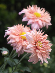 Macro / closeup of pink mum flowers.