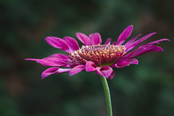 Closeup / macro of single purple chrysanthemum flower.
