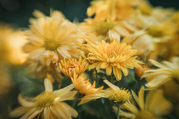 Macro / closeup of cluster of yellow mum flowers.