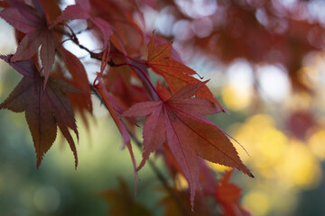Closeup / macro of vibrant fall leaves.