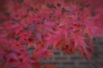 Closeup / macro of vibrant fall leaves.