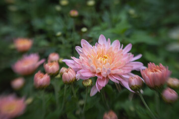 Macro / closeup of pink mum flowers.