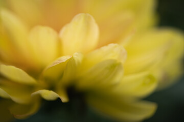 Closeup of yellow mum flower.