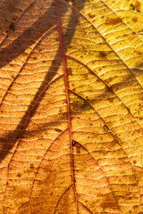 close-up of a fall leaf