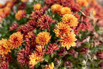 close-up of vibrant red and orange mums