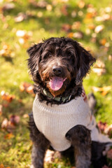 black labradoodle wearing a sweater in fall leaves