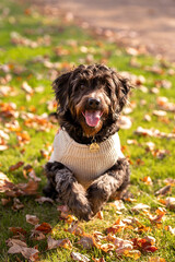 black labradoodle in a sweater running through leaves