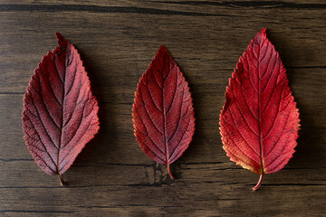 Naklejka na ściany i meble three red leaves against a wood background in natural light