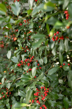 close-up of holly in a holly bush