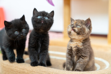 Group of Little British Shorthair kitten playing together in living room. Adorable domestic pet cat relaxing with owner family at home.