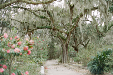 Live Oaks covered in Spanish Moss in Savannah GA