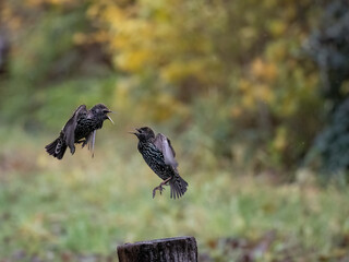 Star (Sturnus vulgaris)