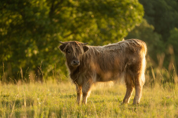 Brown and Blonde Highland Cow