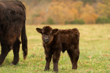 Little Black Baby Highland Cow