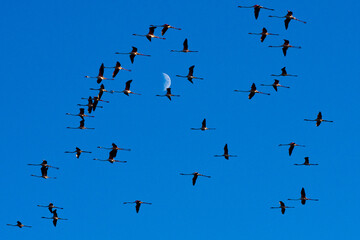 Flock of flamingos flying with the moon behind.