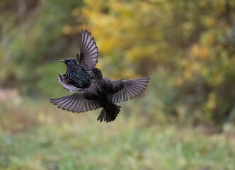 Star (Sturnus vulgaris)