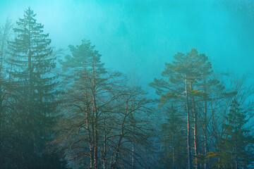 Beautiful scenic landscape of Triglav national park in Slovenia, tall evergreen pine trees in woodland enveloped by morning fog
