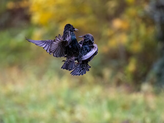 Star (Sturnus vulgaris)