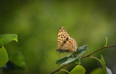 butterfly on a flower
