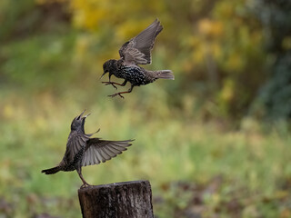 Star (Sturnus vulgaris)