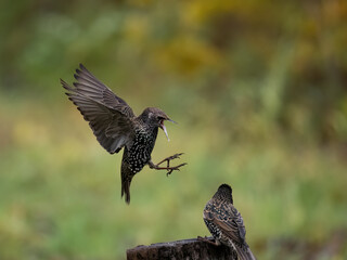 Star (Sturnus vulgaris)