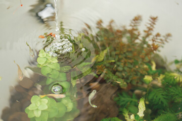 relax and hobby concept with small fish swim in fish tank