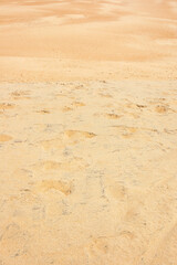 The Jockey's Ridge State Park in North Carolina