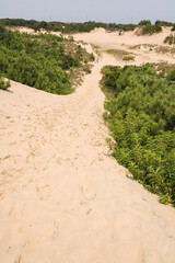 The Jockey's Ridge State Park in North Carolina