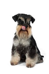 sitting dog who licking lips in white background 